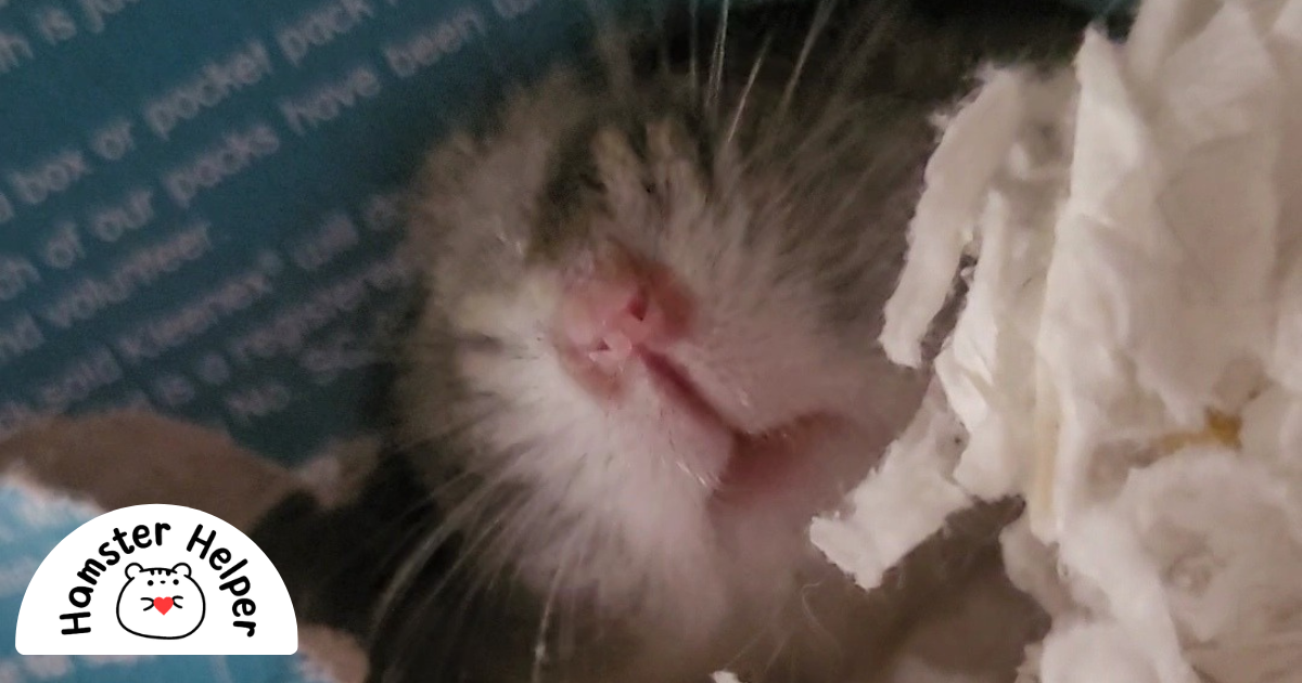 Can Hamsters Catch Human Colds? Time to Separate Facts From Fluff… by