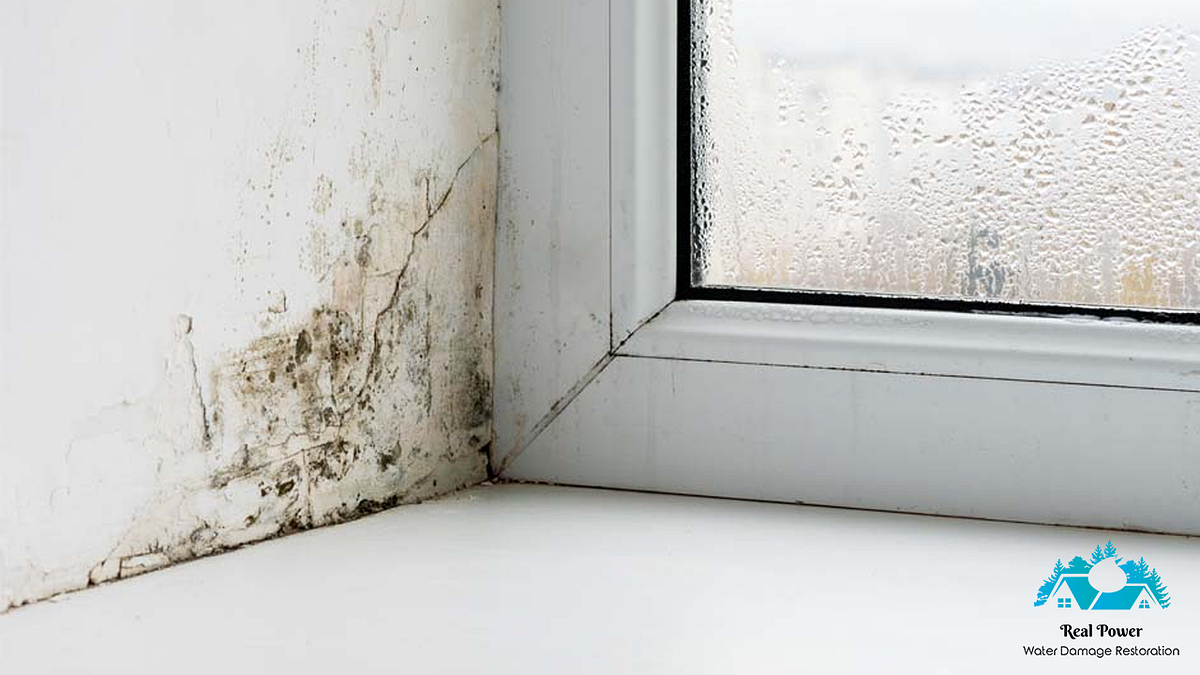 Understanding the Basics of Mold Removal A Comprehensive Guide by