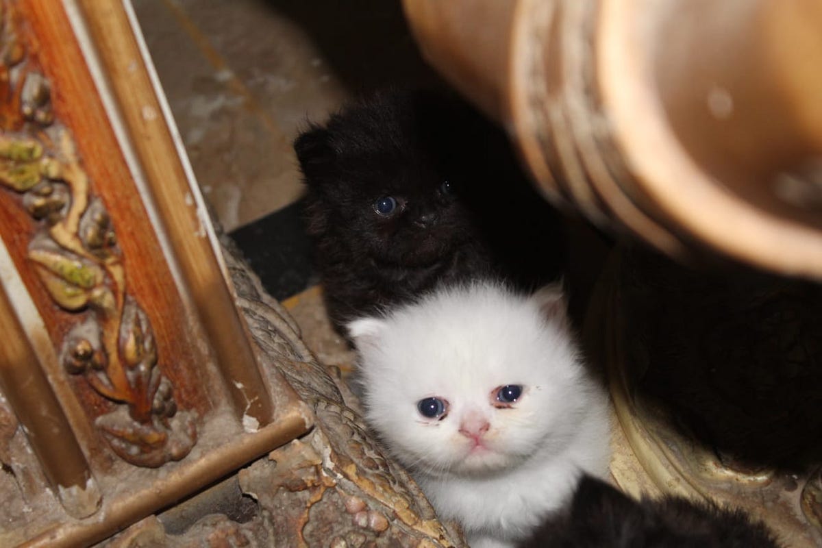 How To Litter Train Your Stubborn Kitten? by Saharaamir Aug, 2023