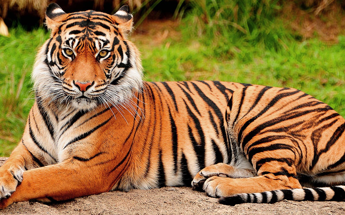 Logical name of Bengal Tiger is Panthera Tigris. | by D K | Medium