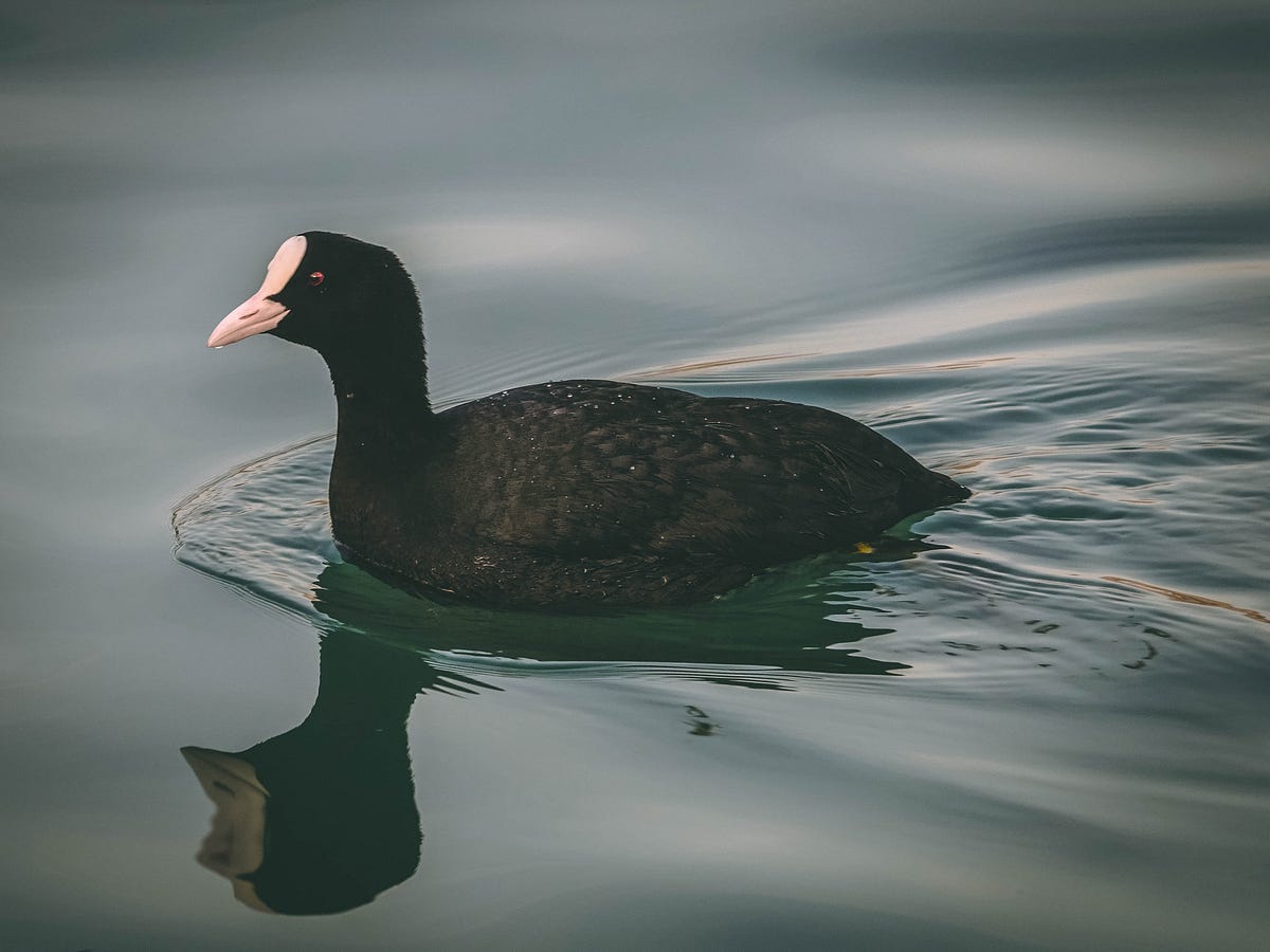 Containerizing the Blackduck Docker Image Scan by Harshil Shah