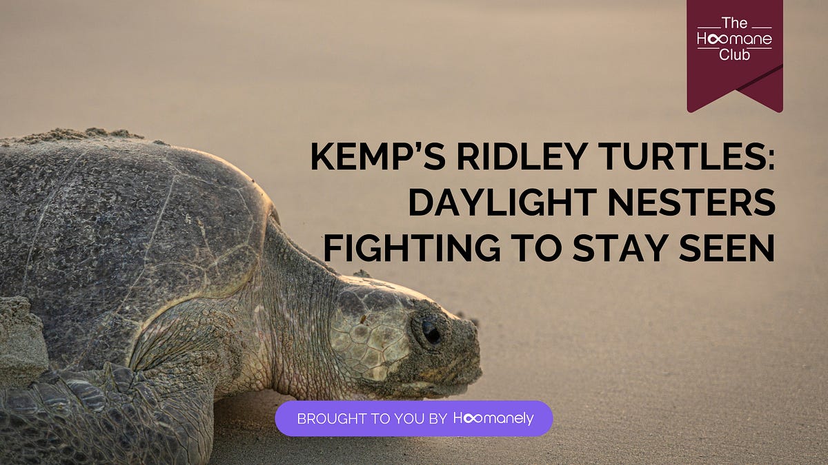 Kemp’s Ridley Turtles: Daylight Nesters Fighting to Stay Seen | by ...
