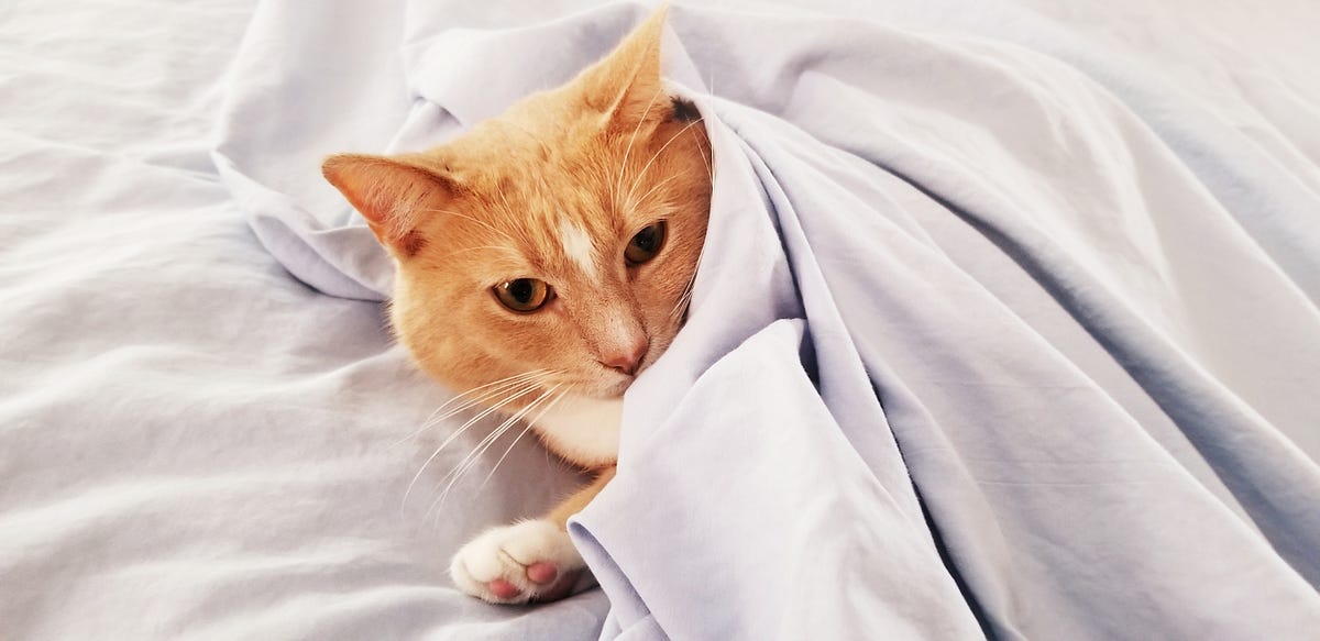 Snuggle Buddies The Reason Why Cats Sleep on You by Three Cats Meows