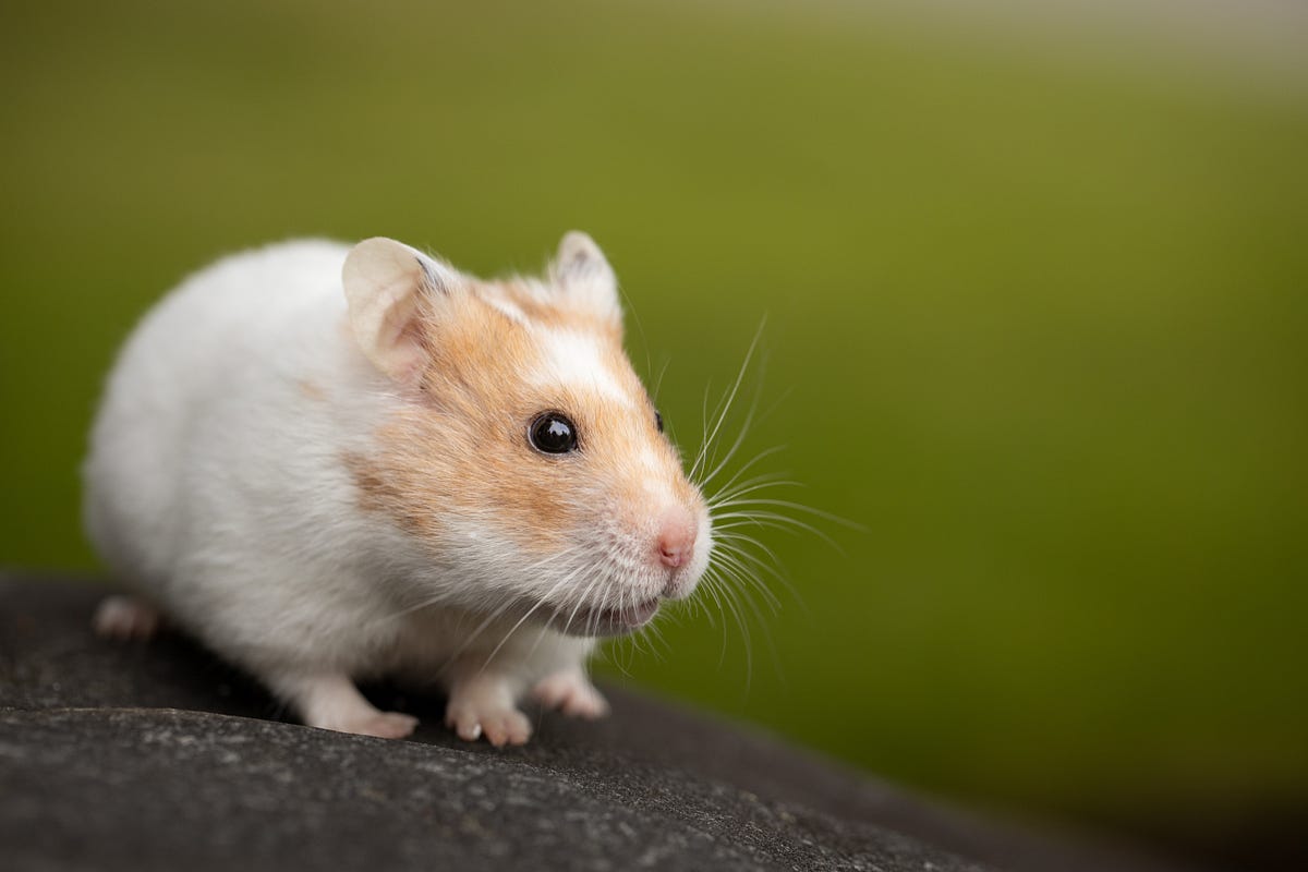 Trivia about hamsters. What should you know about them? These charming