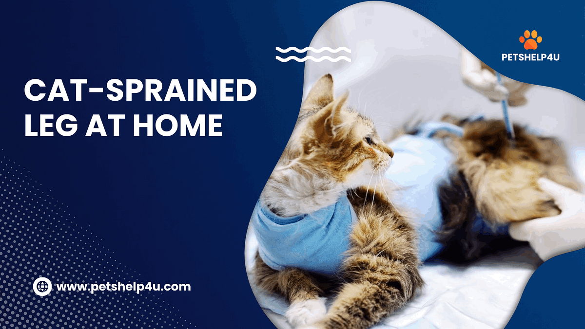 How to Treat a CatSprained Leg at HomeSome Ways by Petshelp4u Medium