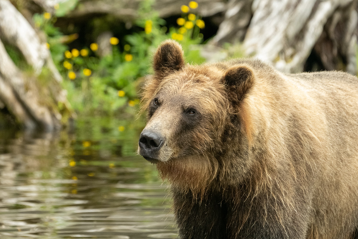 Fortress of the Bear. A refuge in Sitka, Alaska, for orphaned… | by ...