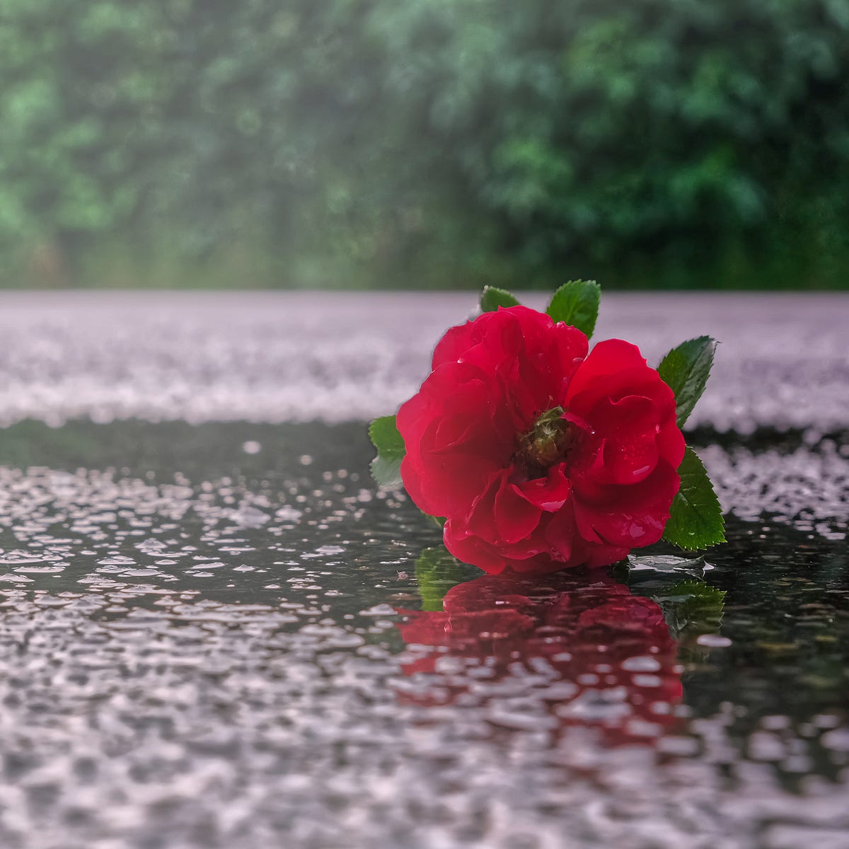 Rose miracle: My wife conjures up gardens from a single cut. | by Peter ...