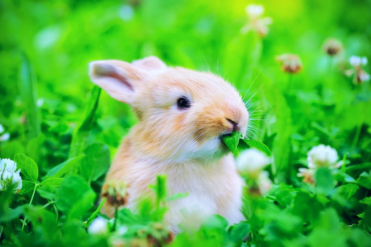 Greens for Bunnies The Good, the Bad, and the Spinach by Liam