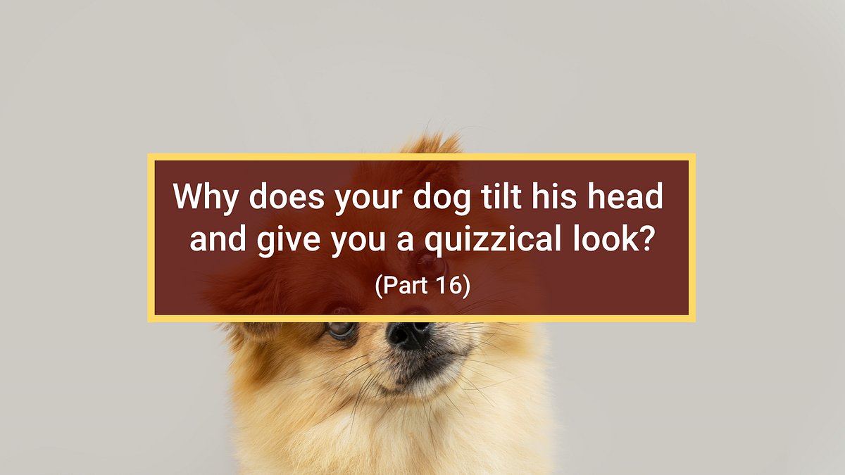Why does your dog tilt his head and give you a quizzical look? (Part 16