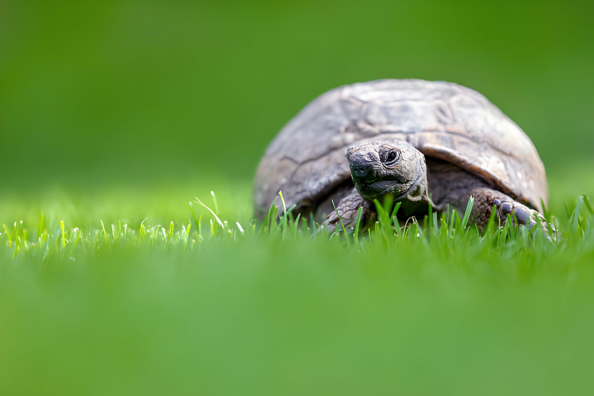 “How Long Can a Turtle Live Without Food What to Know” by Turtle OMG Feb, 2024 Medium