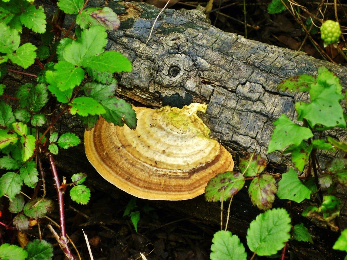 Beautiful turkey tail mushroom growing on a fallen tree at the Houston Arboretum