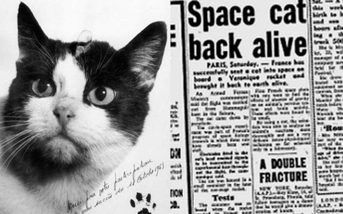 What Happened to Felicette in Space? *First Cat in Space* 