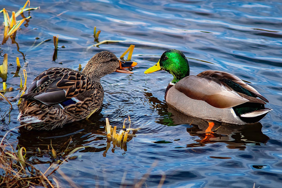 Duck Typing in Python — 3 Practical Examples by Yong Cui The