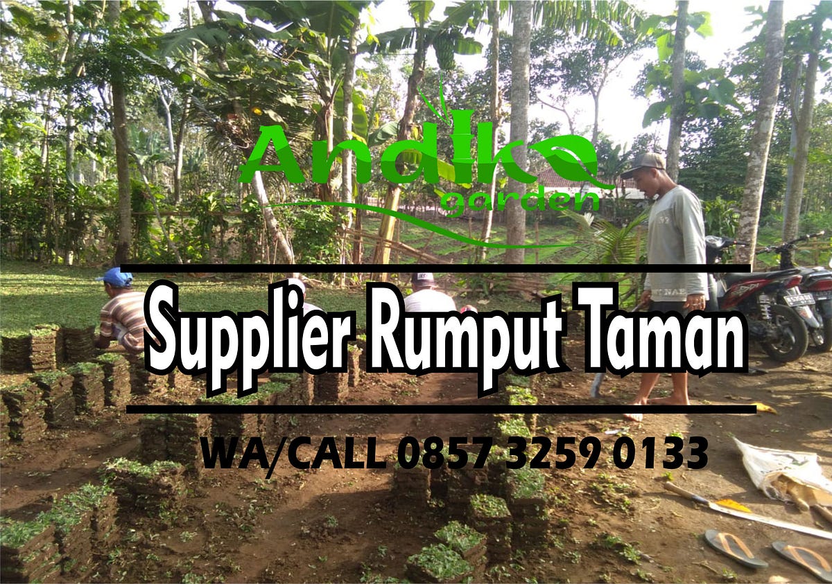 Harga Rumput Hias Taman Tlp 62 85732590133 — Andika Garden By Harga Rumput Taman Medium 4444