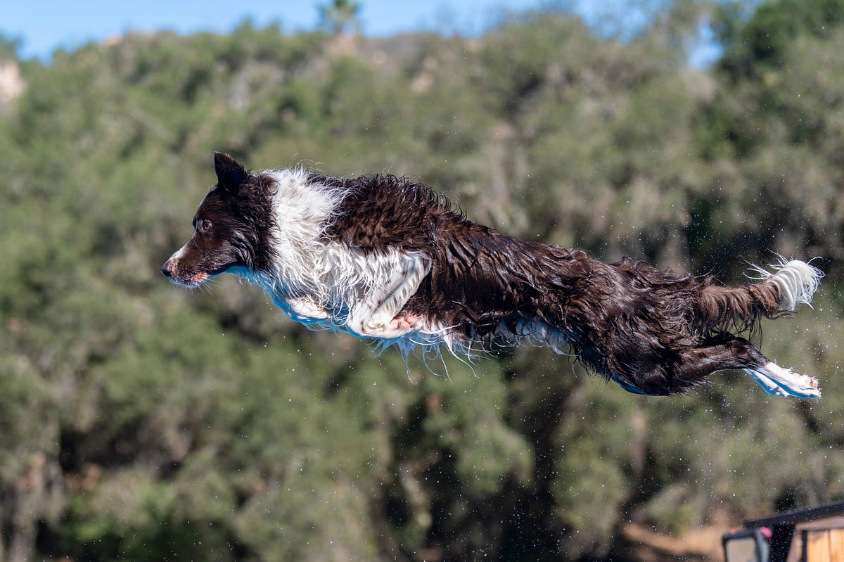 Making a Splash with Dock Diving. What is dock diving? by The Dog