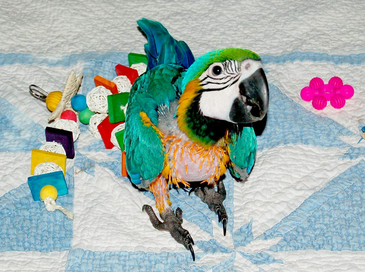 Should You Cover Your Parrot’s Cage at Night? Medium