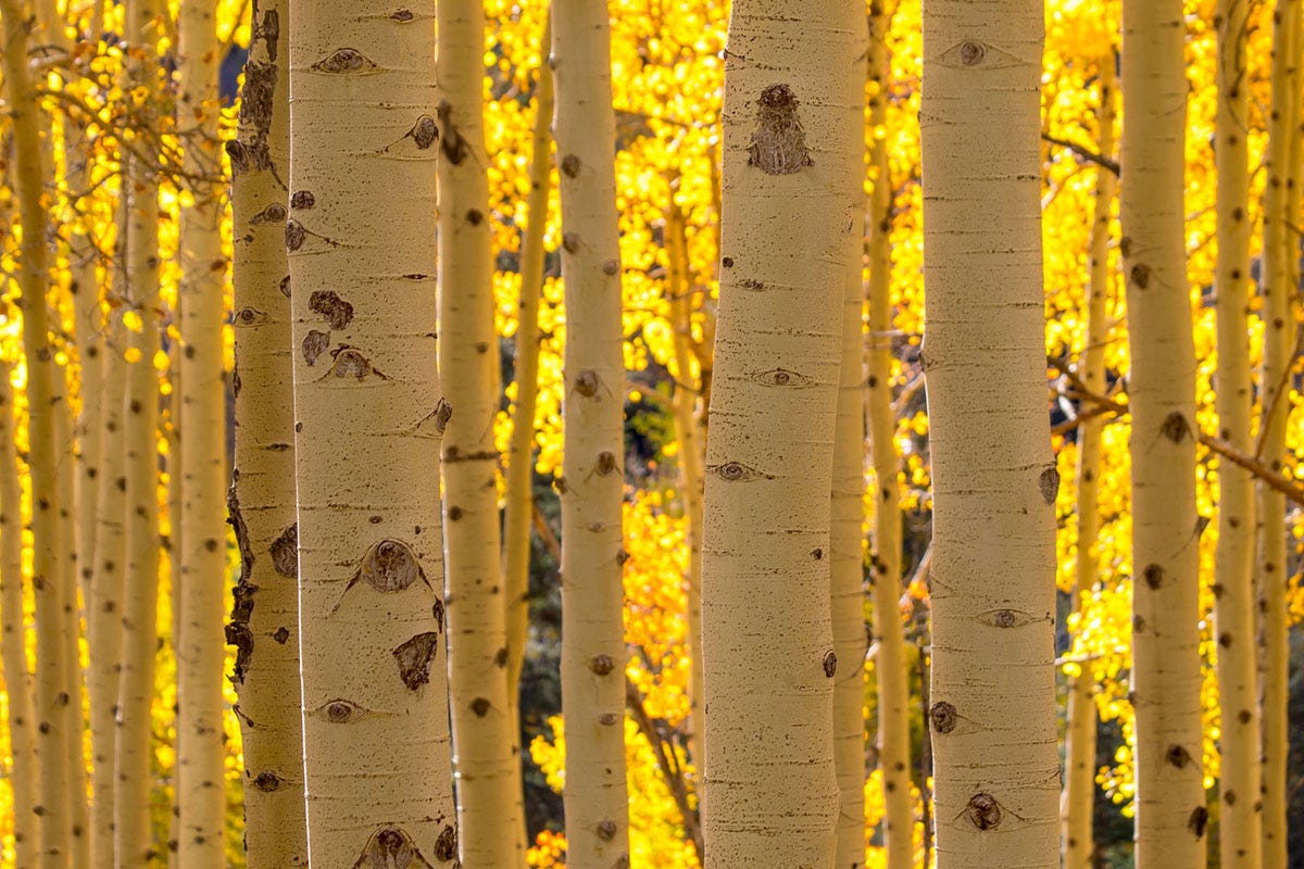 березы золотой уборе стоят. стоят березы в золотом уборе. березки у реки. осенняя береза. маленькая береза.