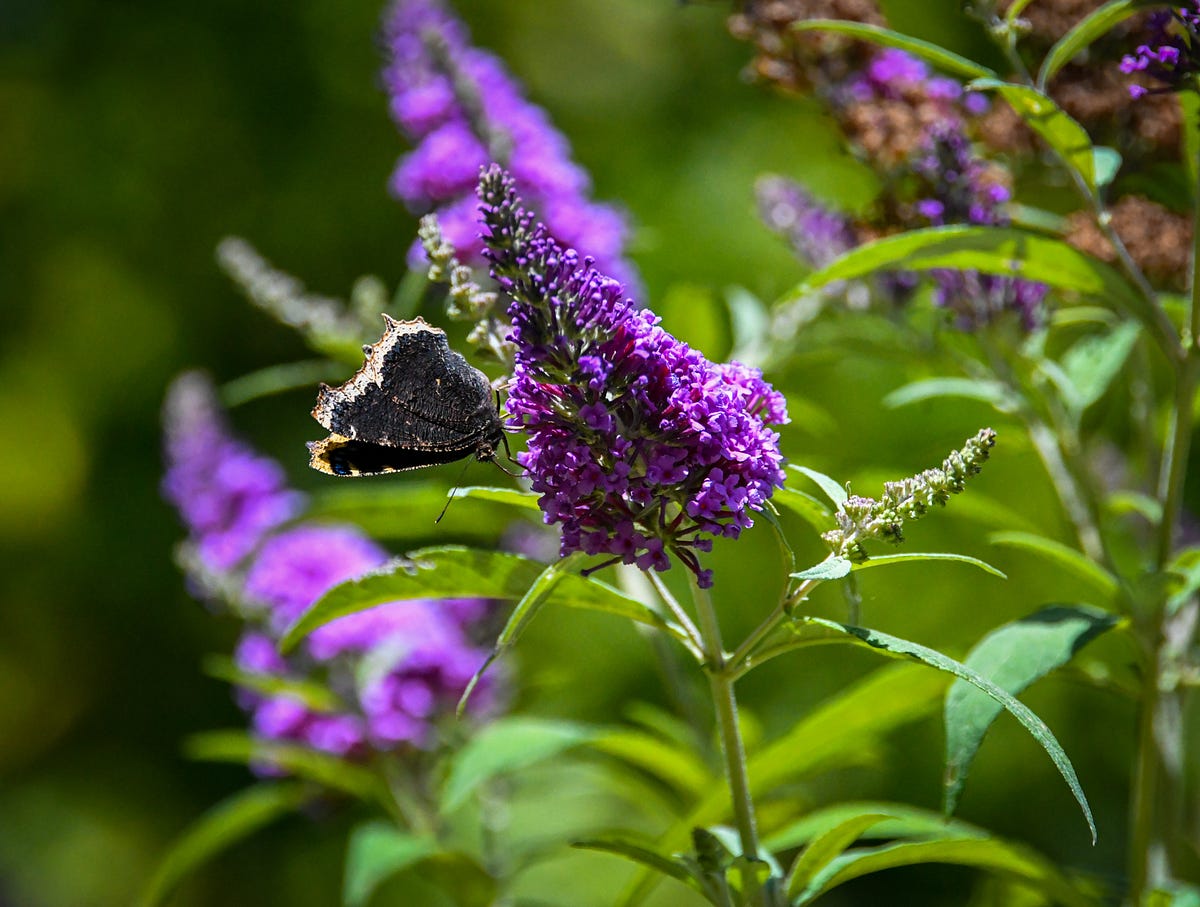 Butterflies Don’t Live That Long. A love story by Erika Burkhalter