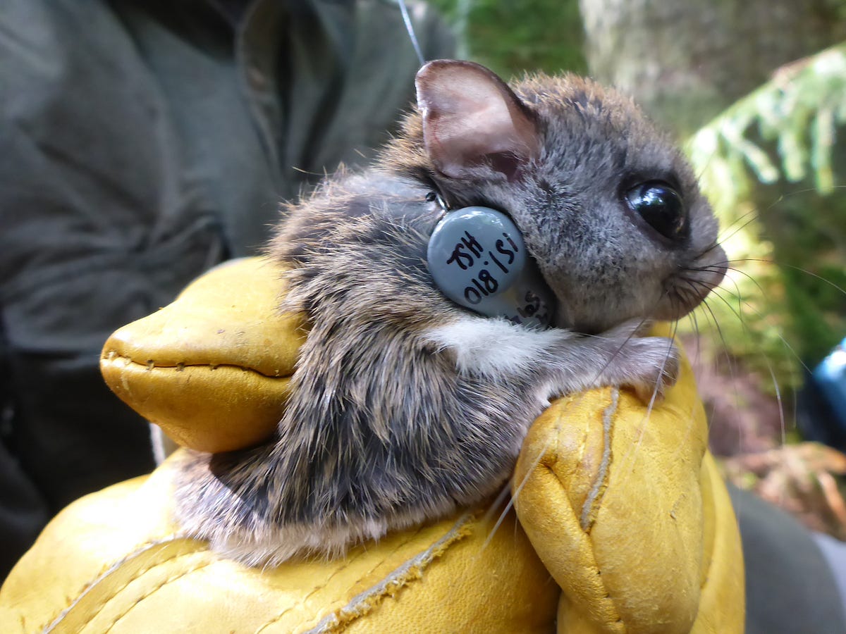 A brighter future for West Virginia’s rare flying squirrel by Darci