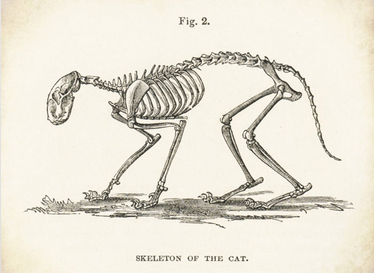 Ode to an Old Dying Cat in the Middle of the Night | by Matt McDermott ...