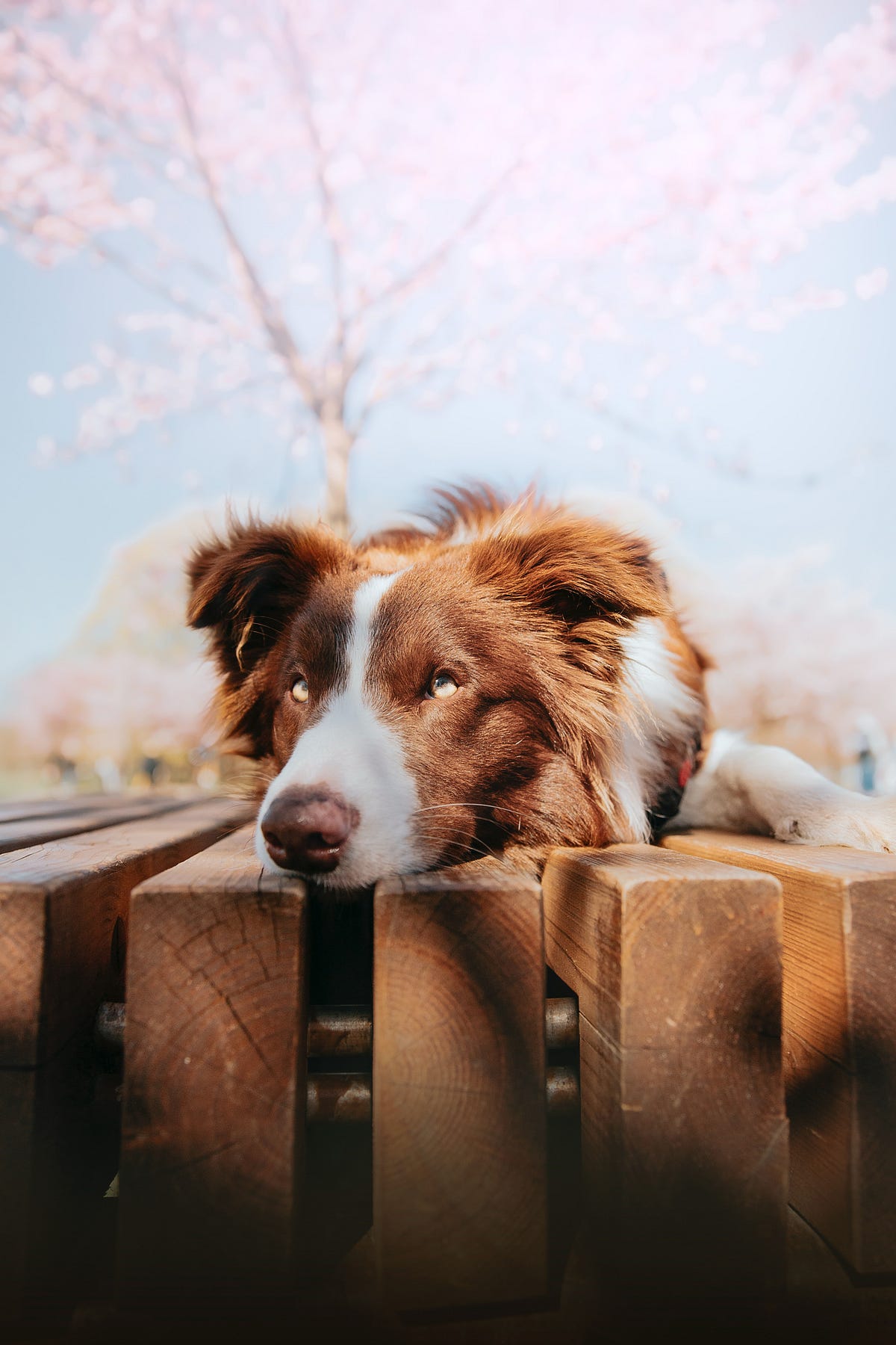 Understanding Diarrhea in Pregnant Dogs by Olorifreelance Medium