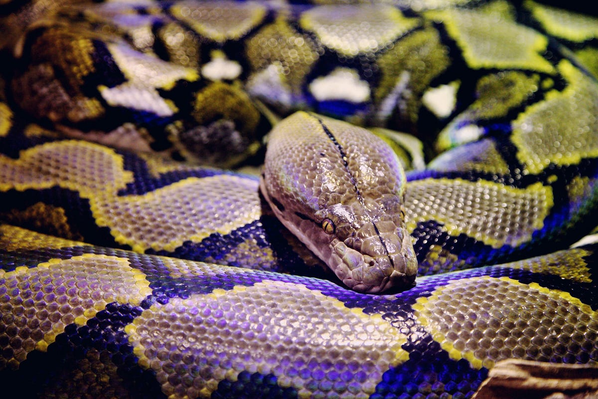 Change python version in pipenv adebayo osinulu medium