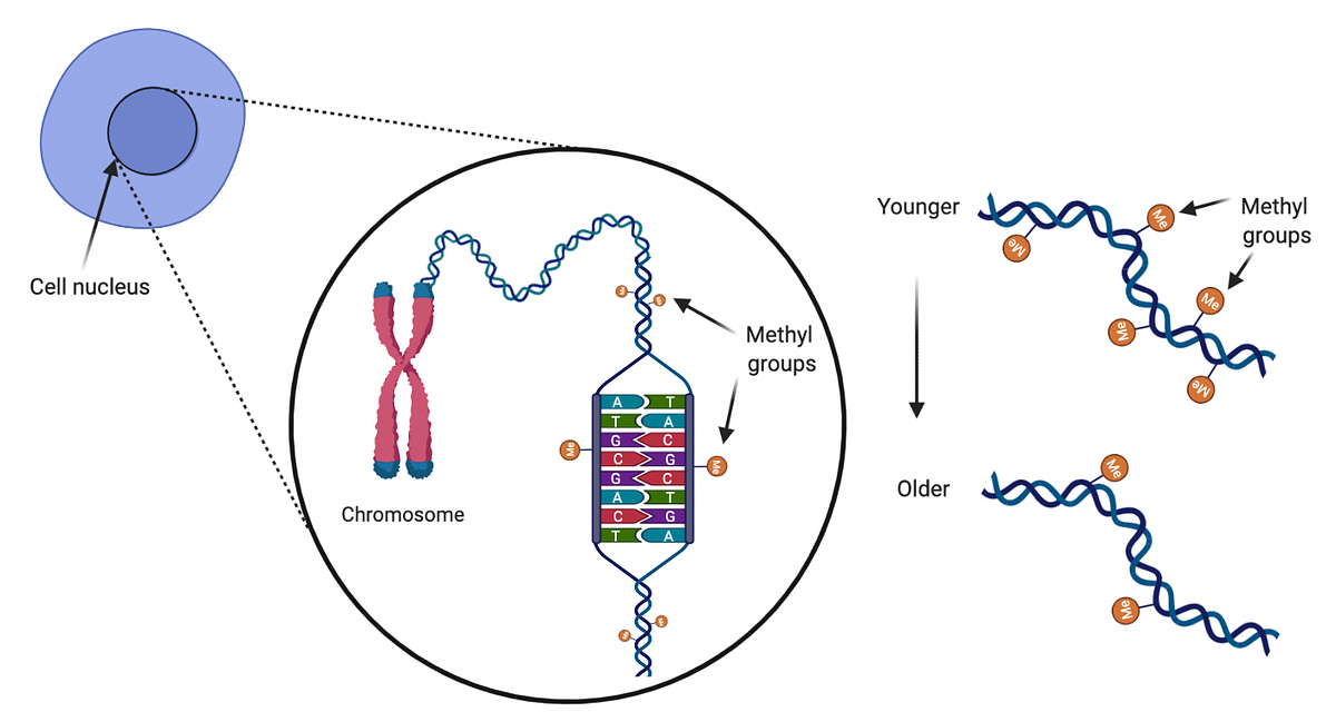 Predicting Age with DNA methylation data by Eleonora Shantsila