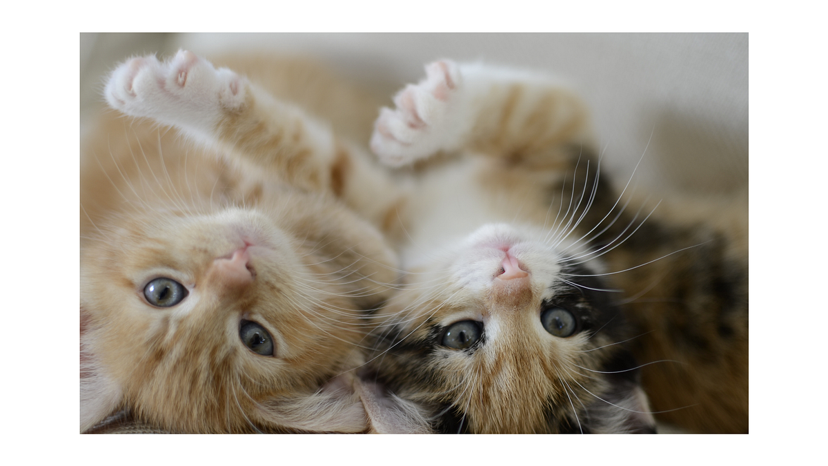 Welcoming a New Furry Friend: Essential Supplies for Your New Kitten