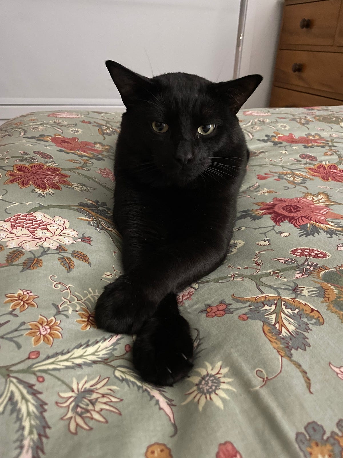 Bubba the Cat is Standoffish With My Daughter The Daily Cuppa Medium