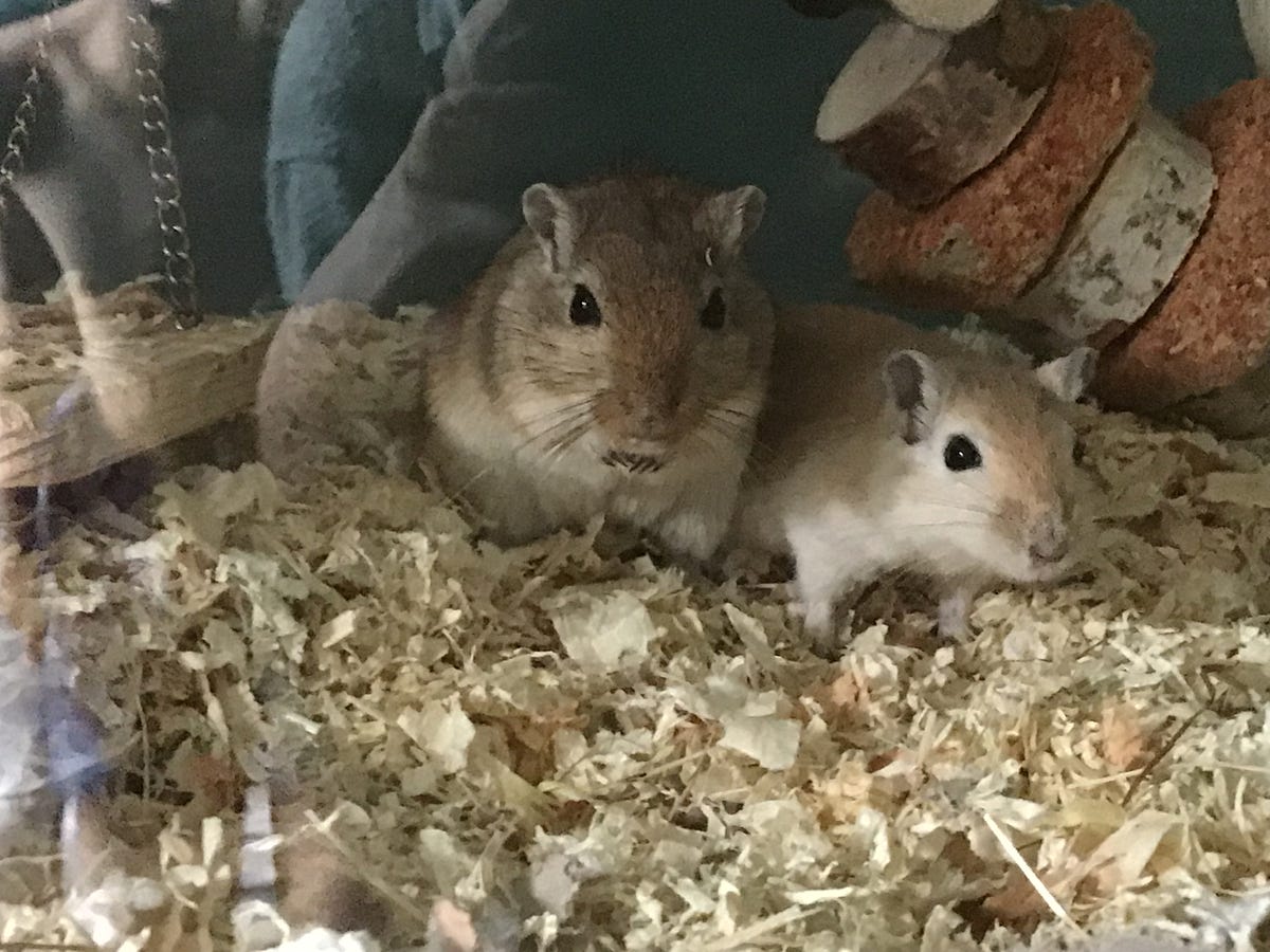 Do you like rodents? Well you won’t like RATS!!! | by History by C and ...