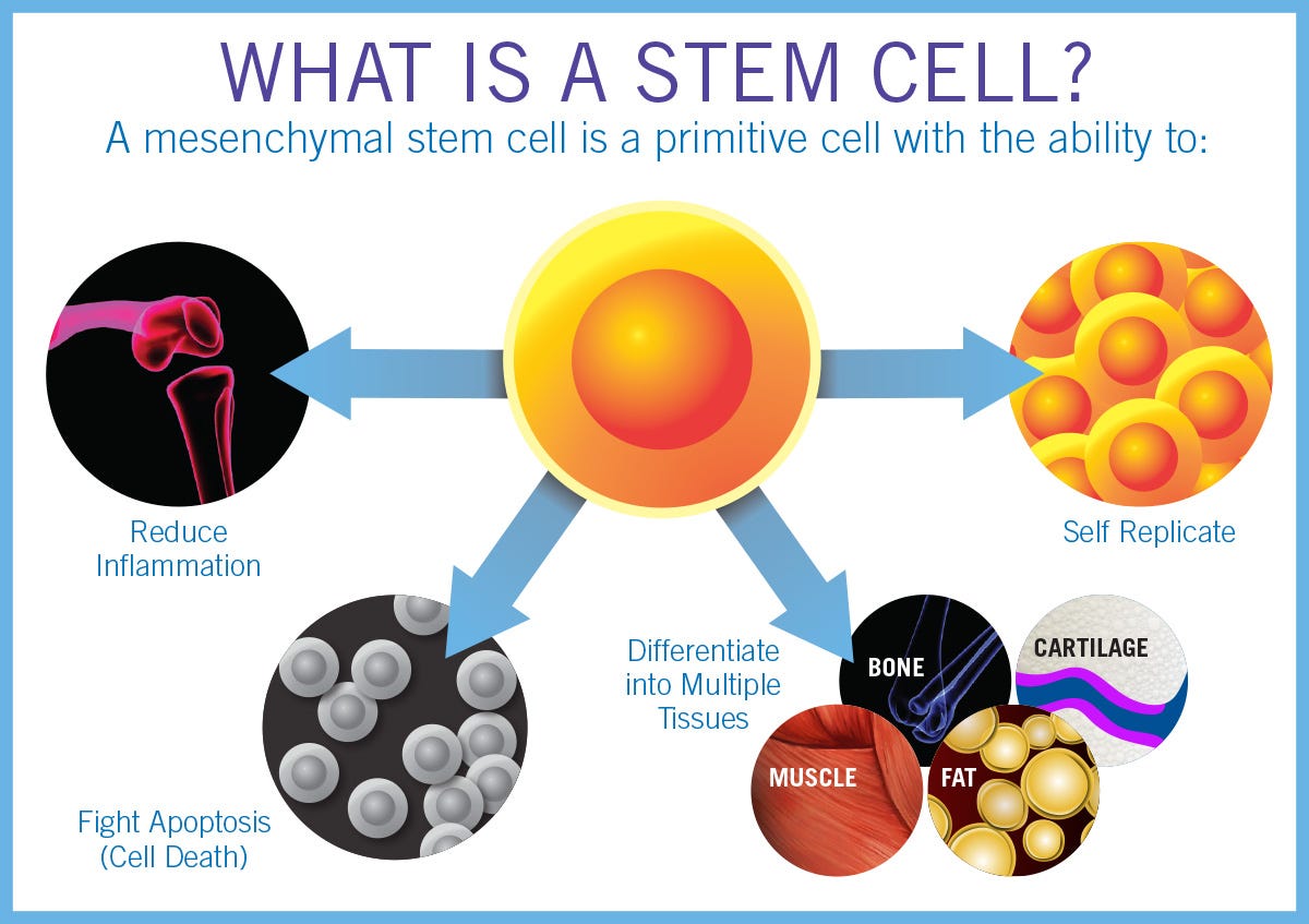 Stem cell. Stem cell by Theo Leo Oct, 2024 Medium