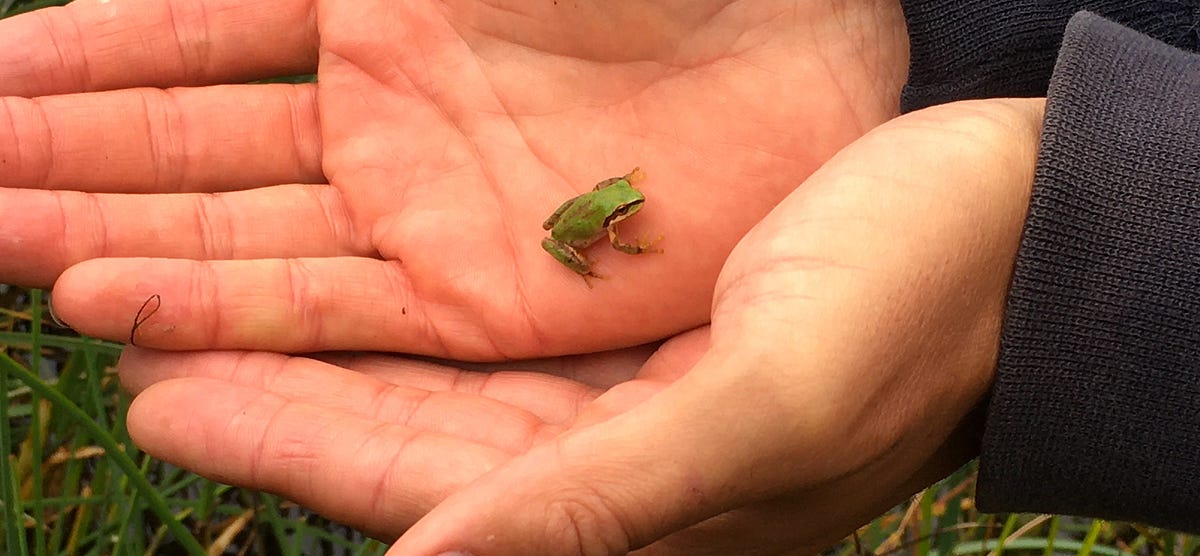 Among the Presidio's Wild Comebacks, A Tiny Frog Needs Help to Get