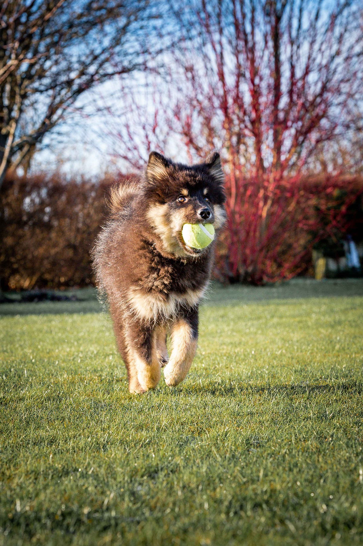 What are the finest chew toys for German shepherd puppies? by