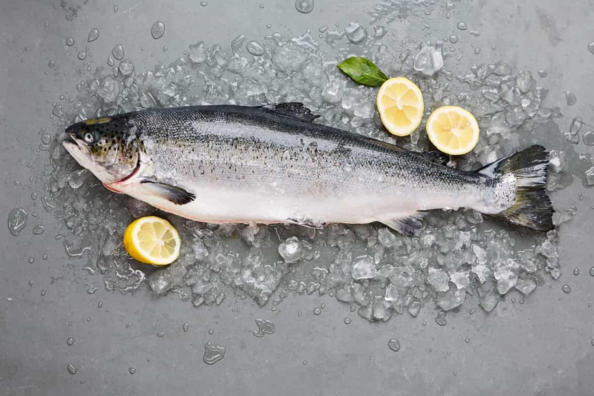 Eating salmon during pregnancy. There are different types of trout