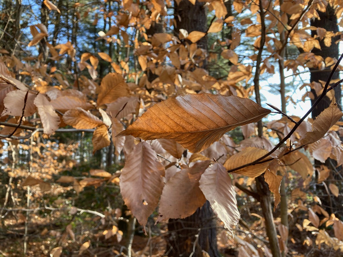Marcescence. Why do some trees hang on to their dead… by A Vinyl