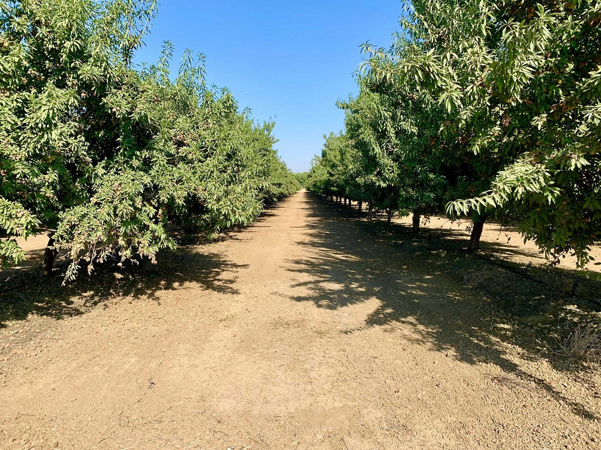 How did the past California drought affect almond yield? by Bountiful