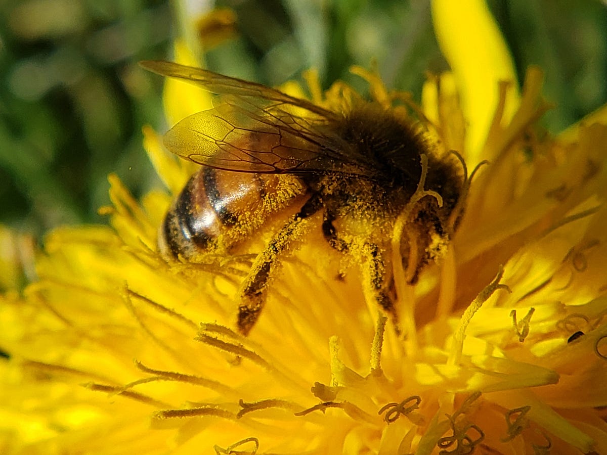 22 Ways to Help Washington Wildlife this Earth Day | by The Washington ...