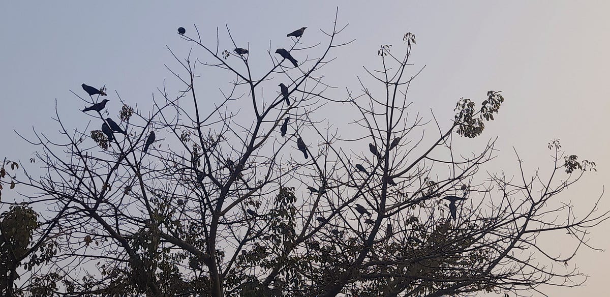 Grey leaves on the high branches, Which might be green, red or yellow ...