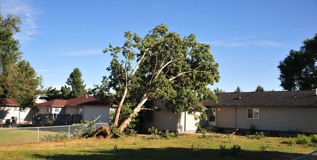 Guidelines On How To Use The Best Tree Service In 3 Easy Techniques
