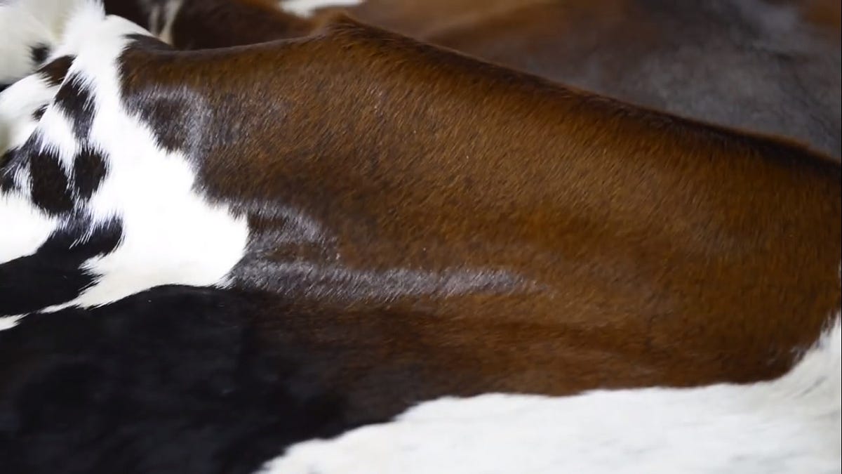 COWHIDE RUGS USES & BENEFITS. The decoration of the home is never… by