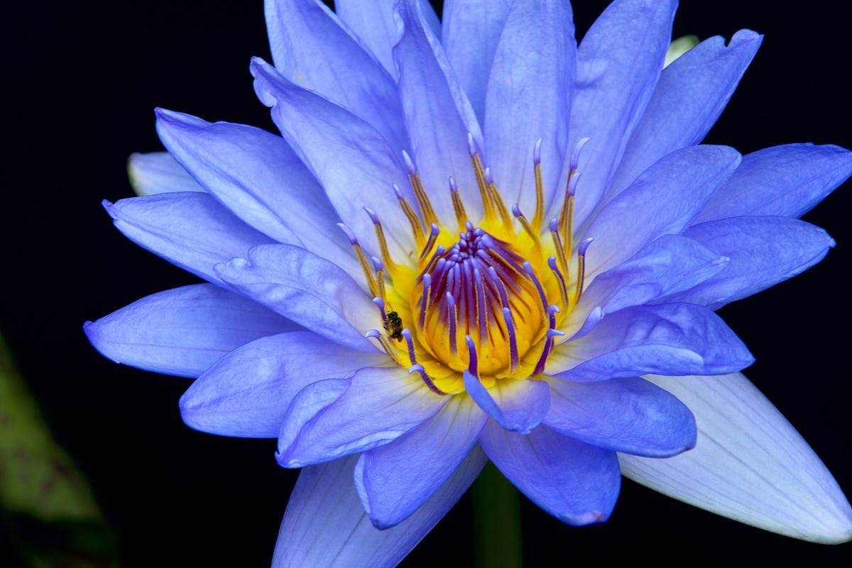 The Egyptian Blue Water Lily (Nymphaea caerulea), by Oliver Krentzman
