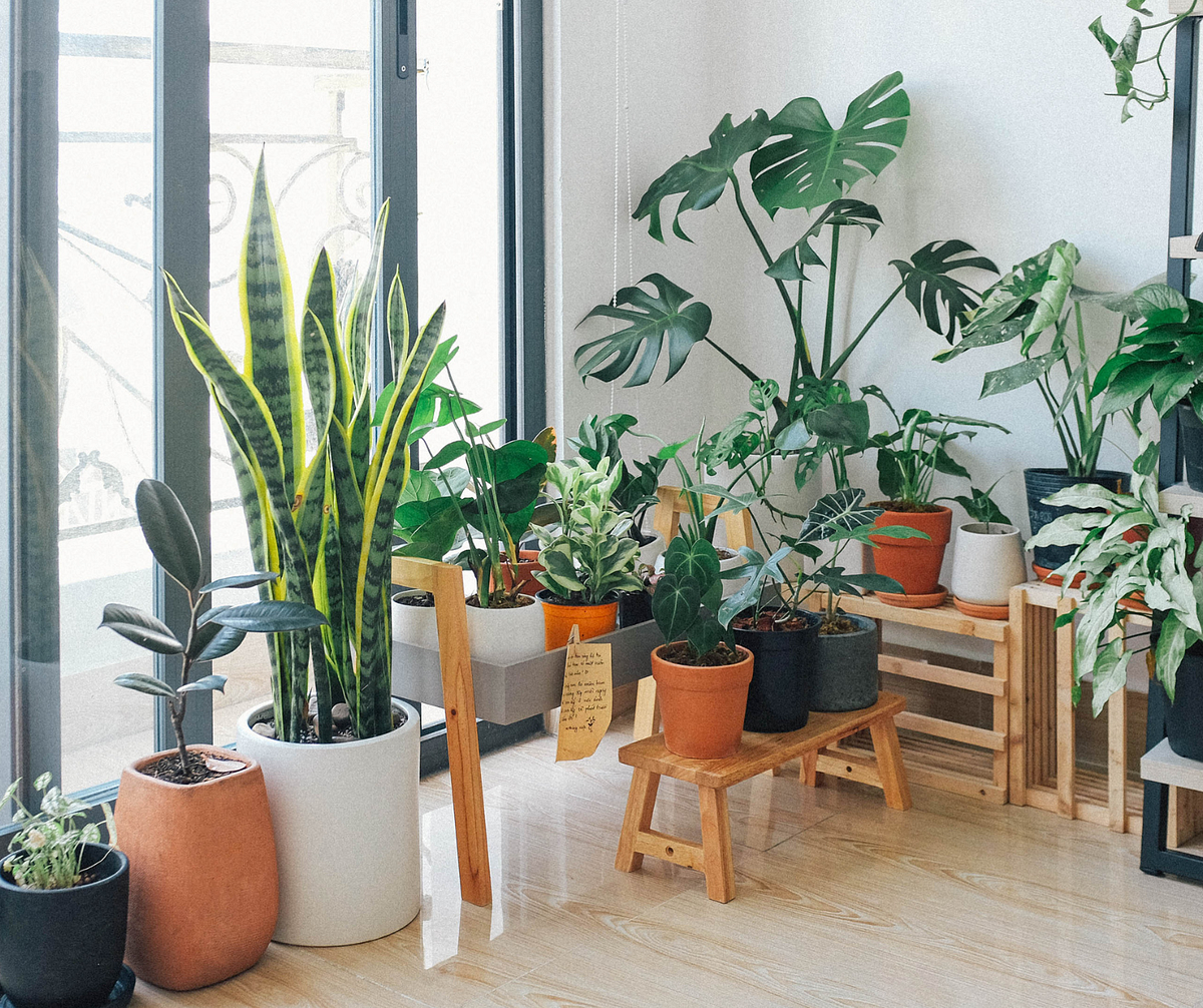 indoor plant Inner plantify Medium