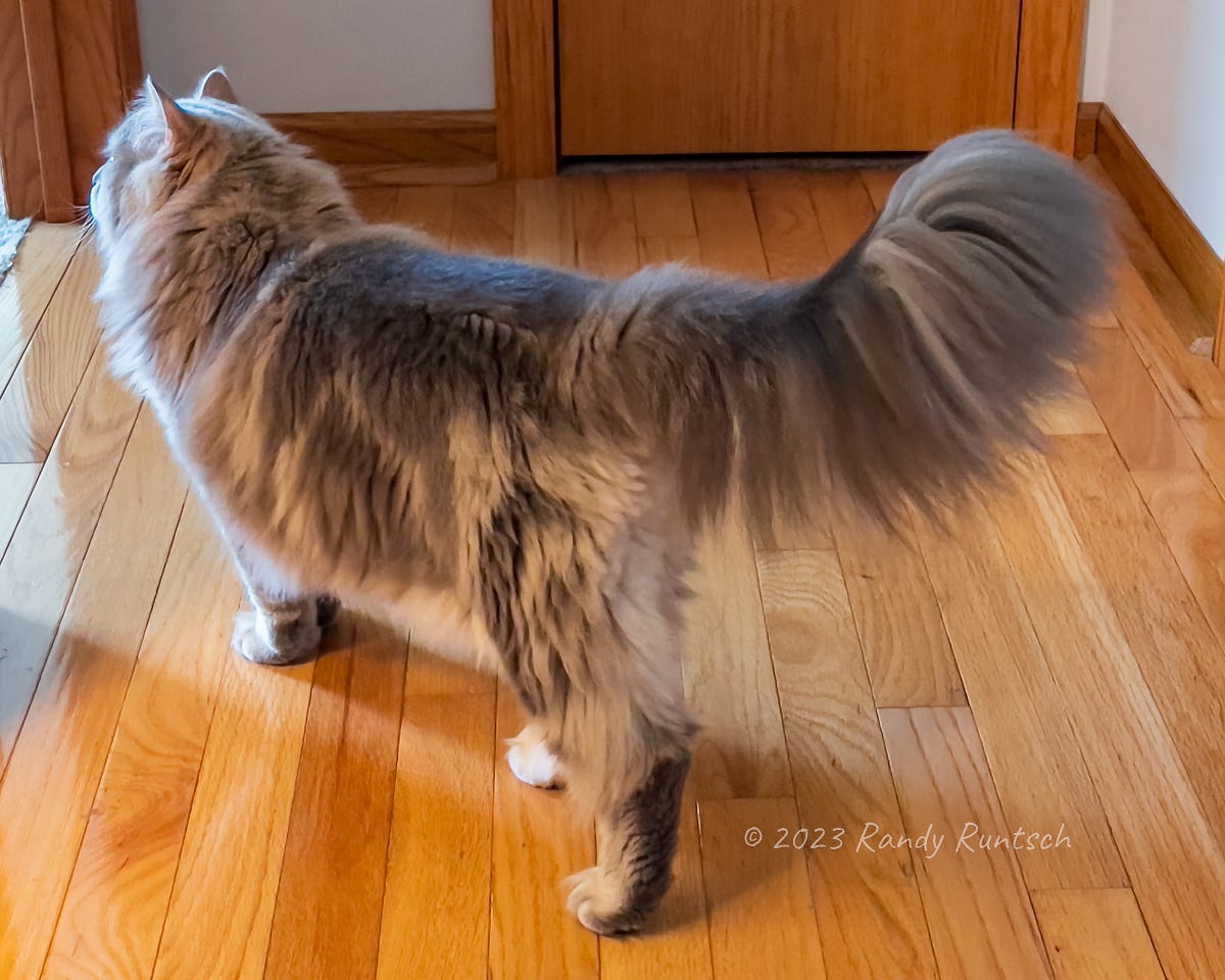 Muffin and Her Magnificent Tail - The Daily Cuppa - Medium