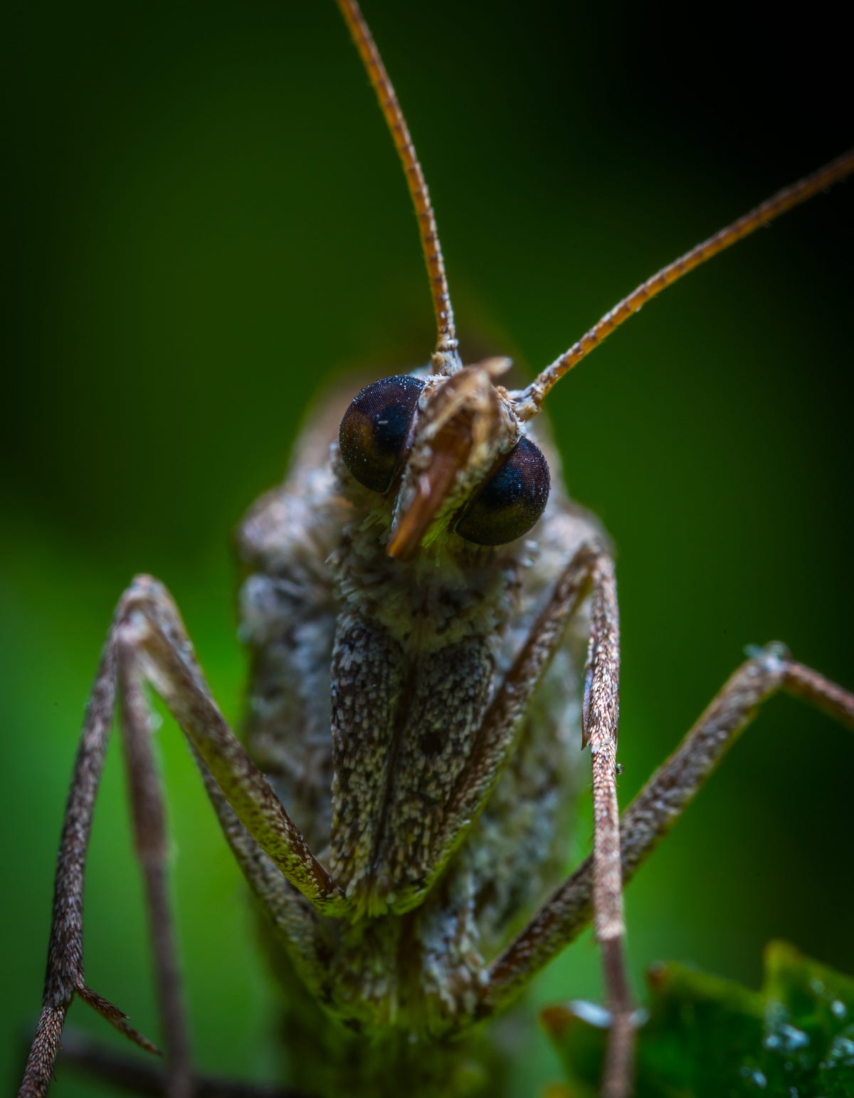 Adding Insects to our diet. In recent years, there has been a… | by D.A ...