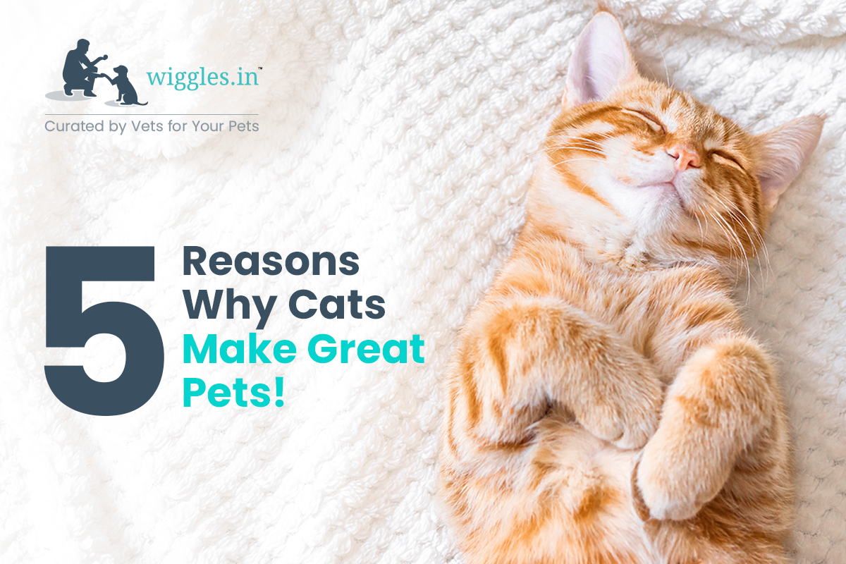 5 Reasons Why Cats Make Great Pets. by Wiggles.India Wiggles for