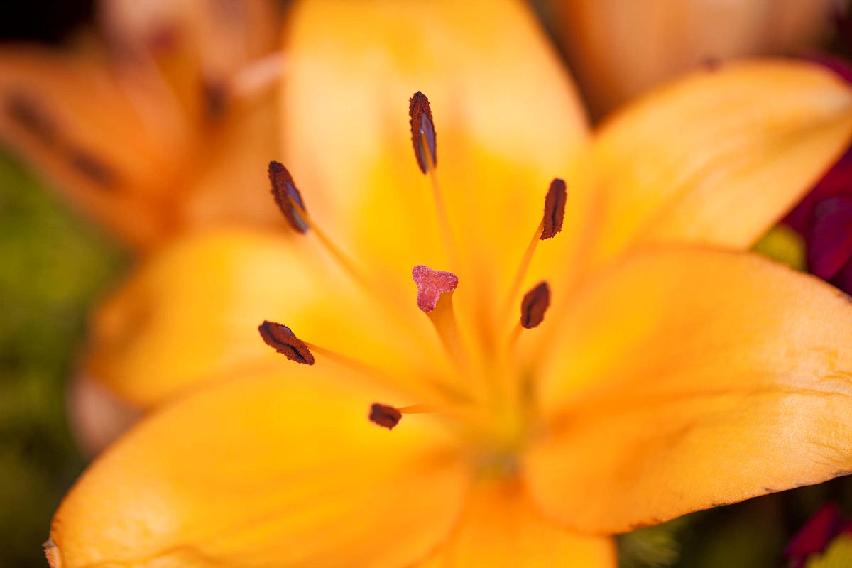 Macro Photography — The Complete Guide