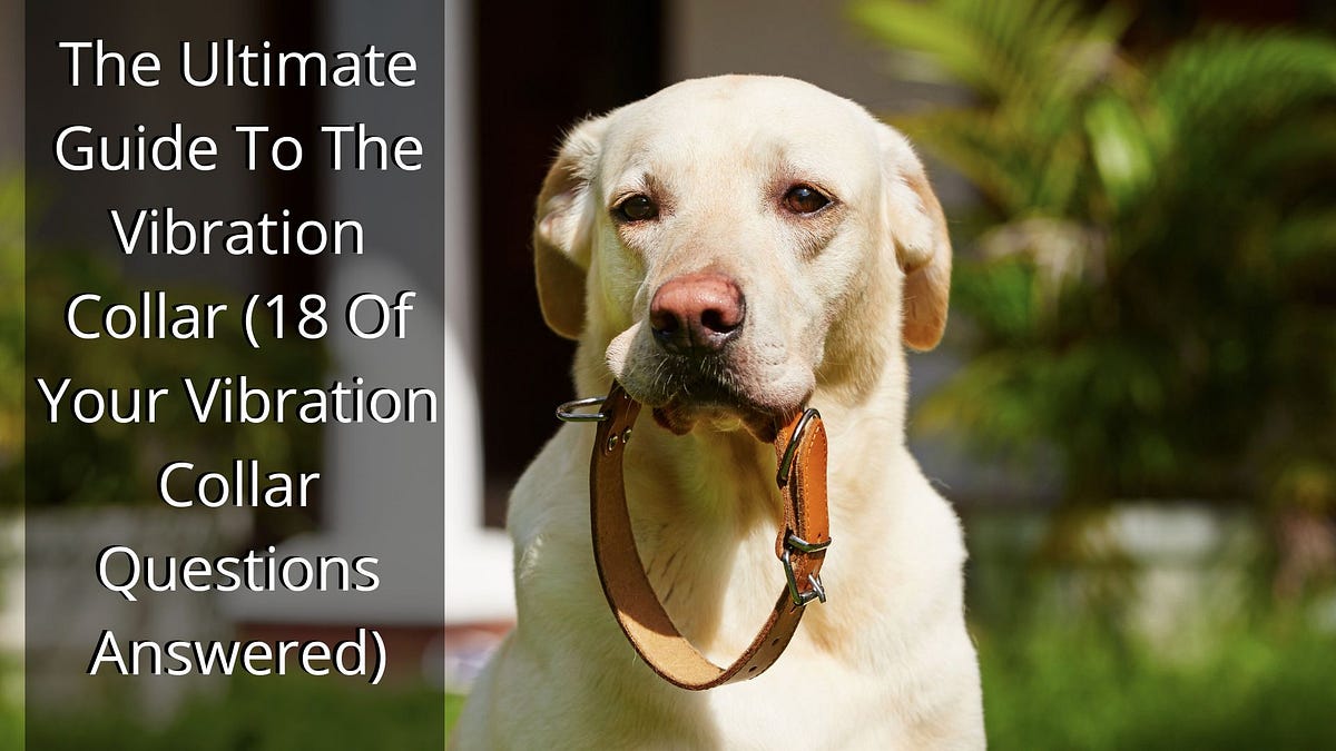 The Ultimate Guide To The Vibration Collar (18 Of Your Vibration Collar