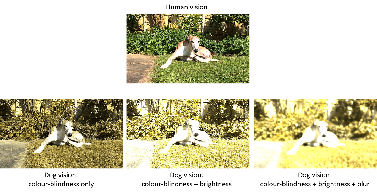 Dog vision and environmental influences on colour discrimination by