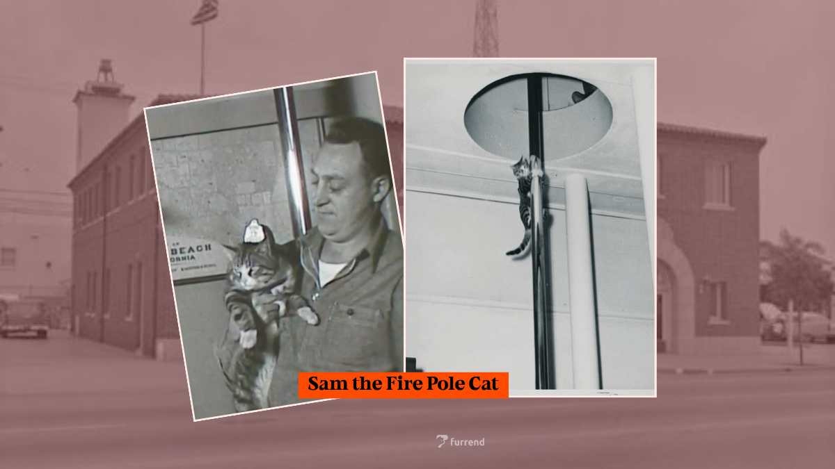 Photo: NBC / Long Beach Fireman’s Historical Museum Photographs Collection CSUDH Archives