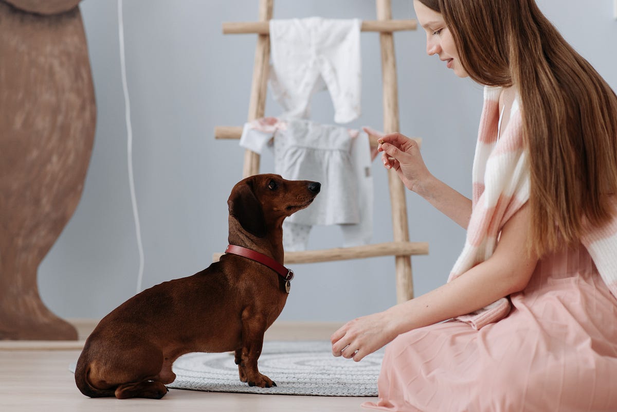5 Quick Tips to a Smarter Dog. Keeping a dog mentally stimulated is